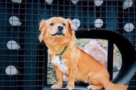 娱乐吃瓜酱最幸福的狗狗,揭秘最幸福的狗狗生活